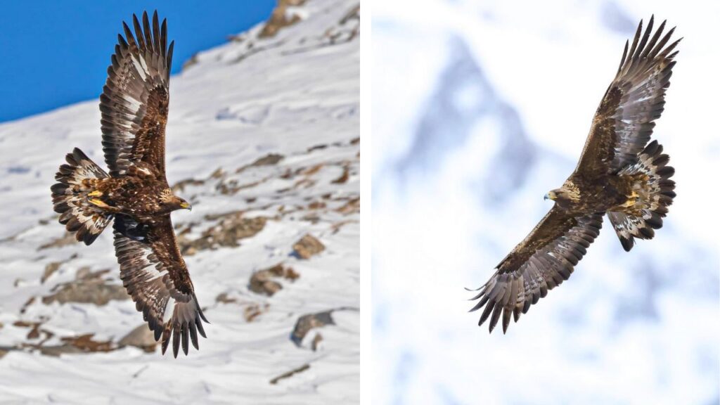 Aigle royal : Observer la faune hivernale