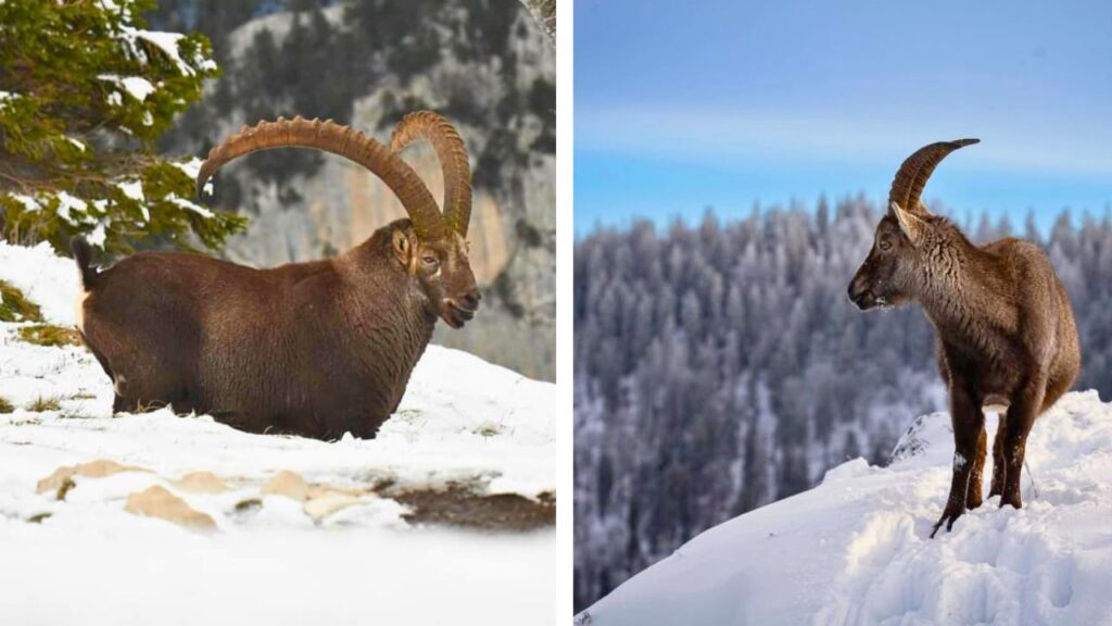 Observer la faune hivernale Alpes : Bouquetins des Alpes