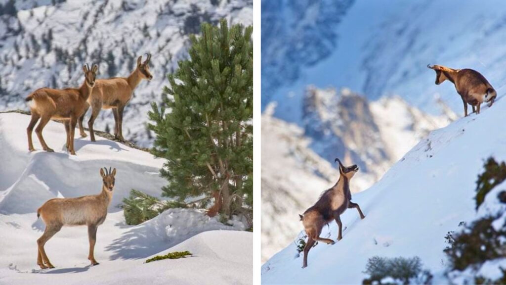 Observer la faune hivernale Pyrénées : Isard des Pyrénées