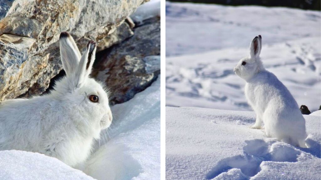 Lièvre variable : Observer la faune hivernale