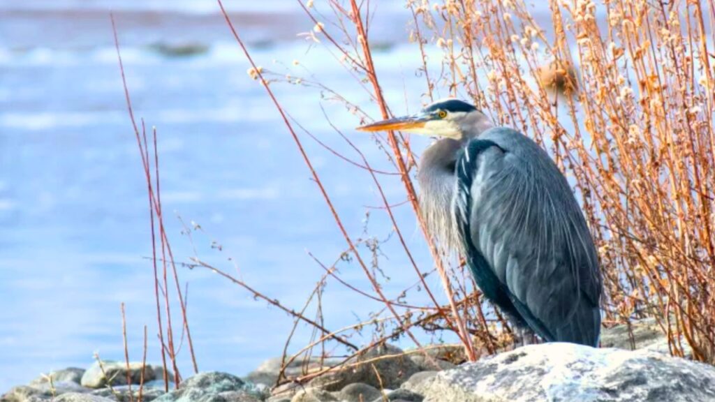 faune hivernale en France : observer les oiseaux en hiver