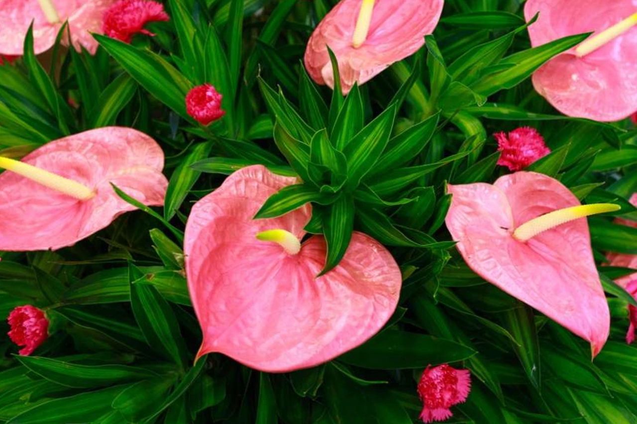 L'anthurium à offrir à la Saint-Valentin