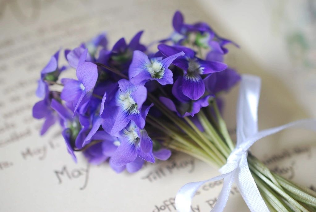 La violette à offrir à la Saint-Valentin