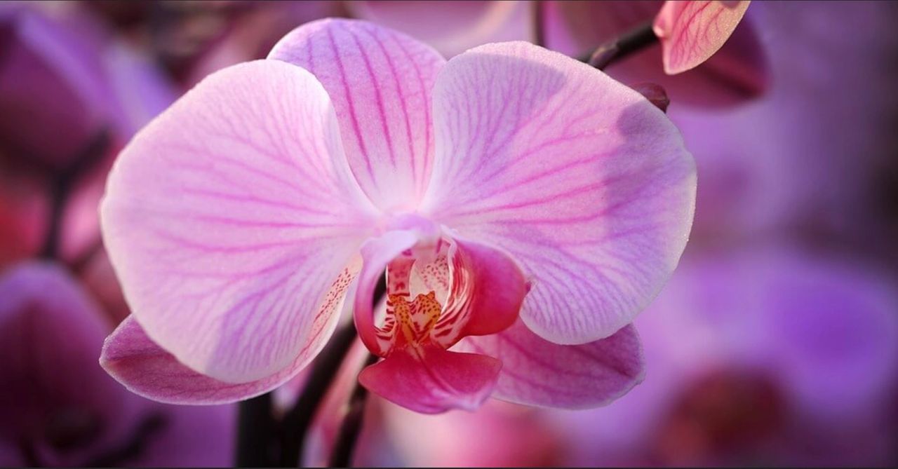 L’orchidée à offrir à la Saint-Valentin