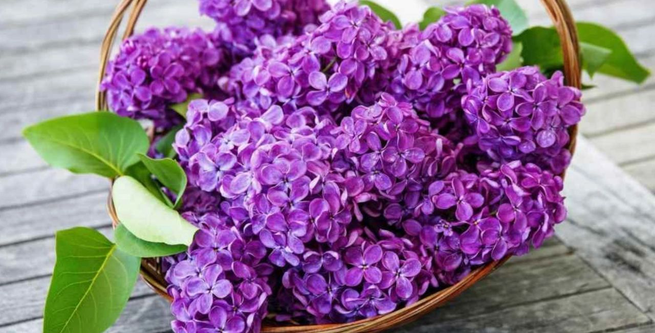 Le lilas à offrir à la Saint-Valentin