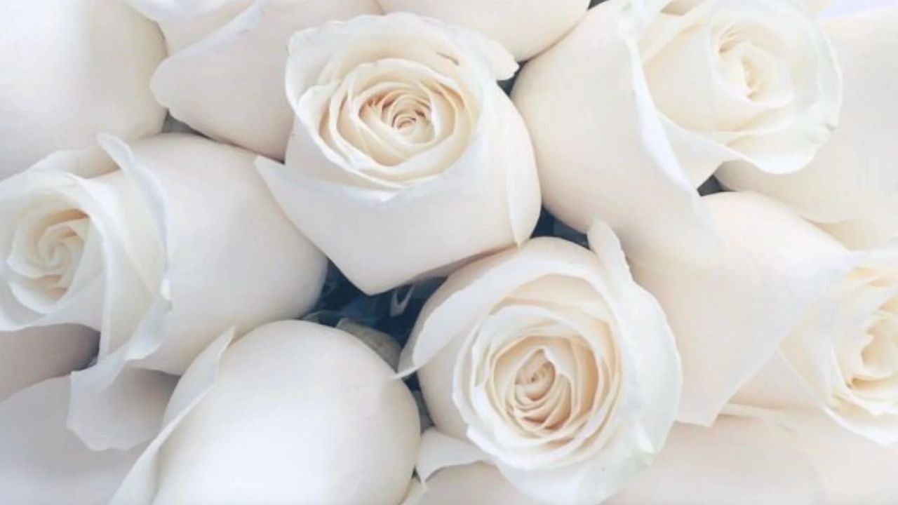  La rose blanche à offrir à la Saint-Valentin