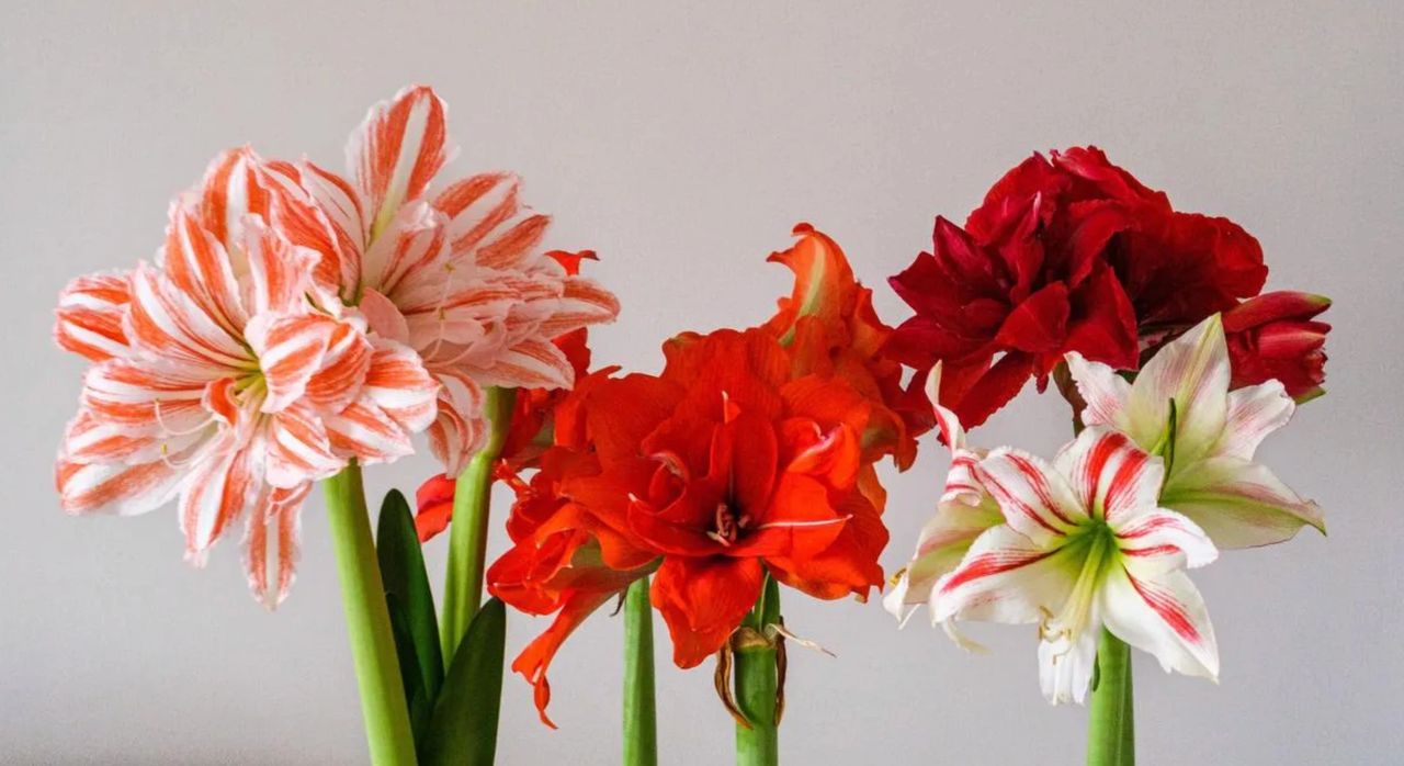 L'amaryllis à offrir à la Saint-Valentin