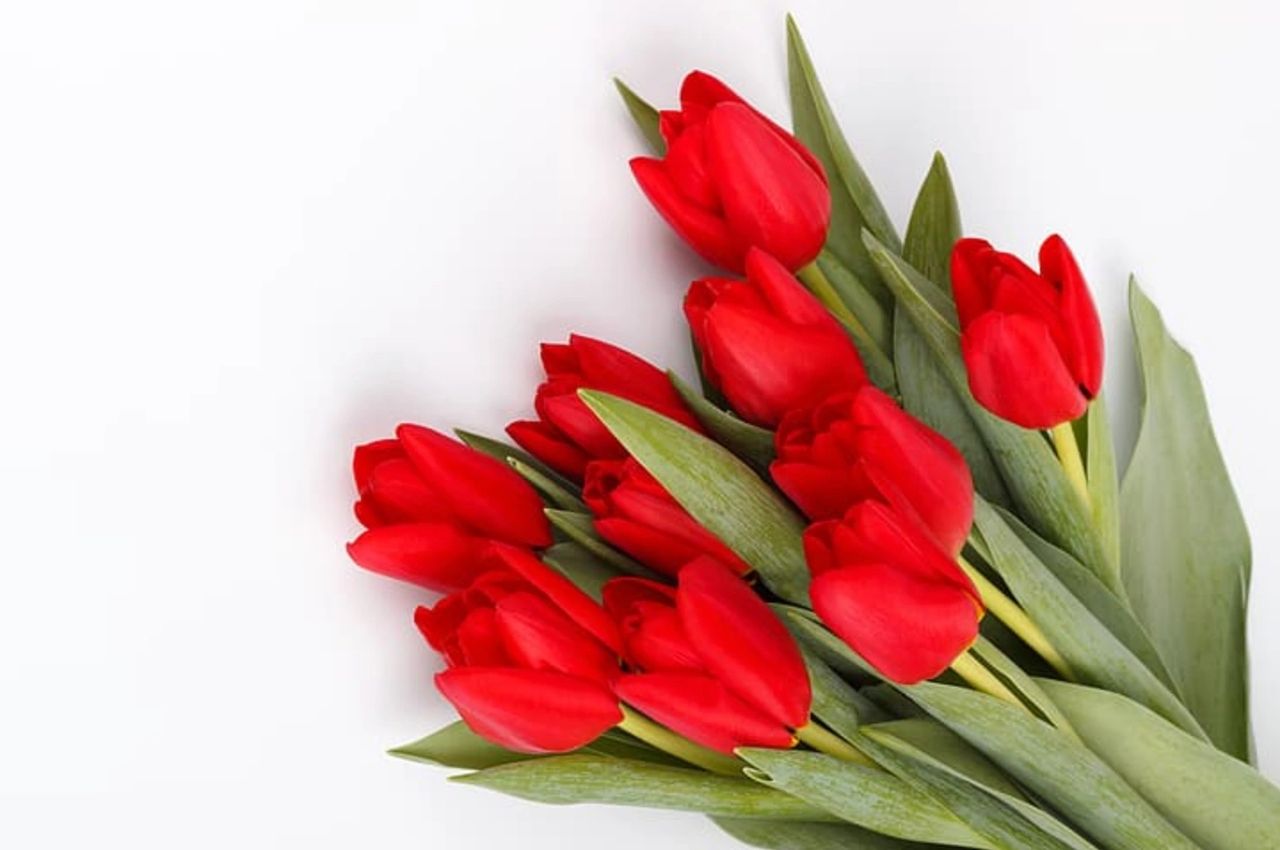 La tulipe rouge à offrir à la Saint-Valentin