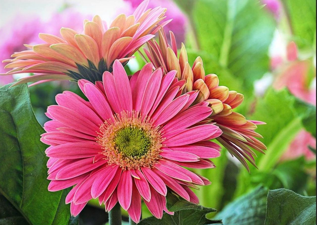 Le gerbera à offrir à la Saint-Valentin