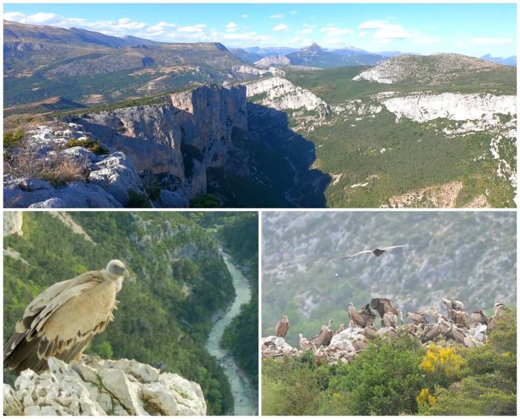 Rapaces du Verdon Les Vautours Gorges du Verdon