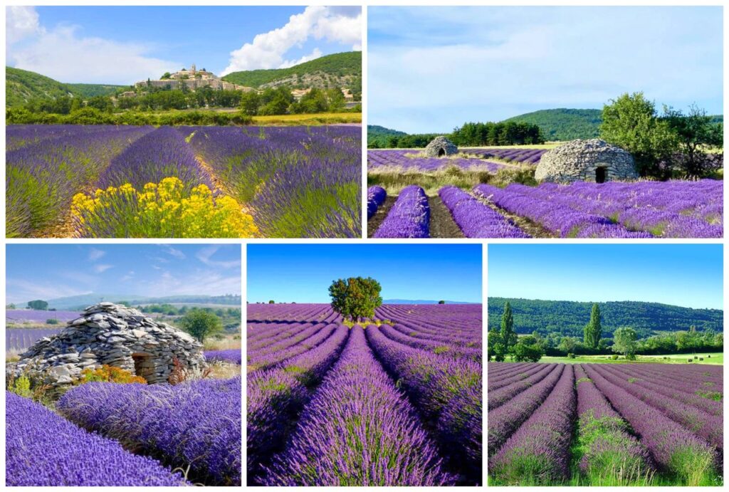 La Route de la Lavande - De Sault à Valensole - A travers la Haute-Provence 