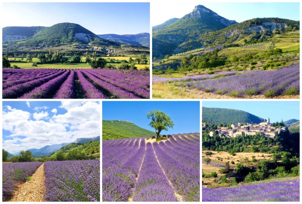 Route de la Lavande - le Diois provençal