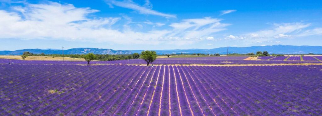 La Route de la Lavande - La Haute-Provence 