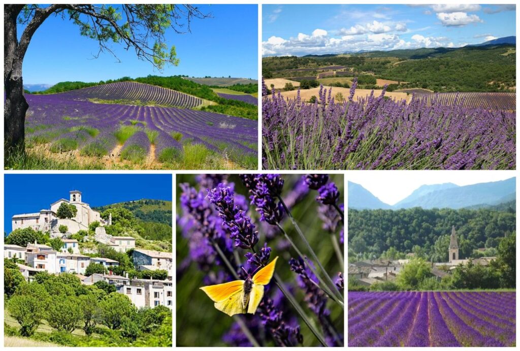 La Route de la Lavande - De Grasse à Digne les Bains