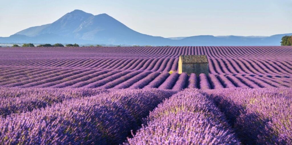 Valensole - Route de la Lavande