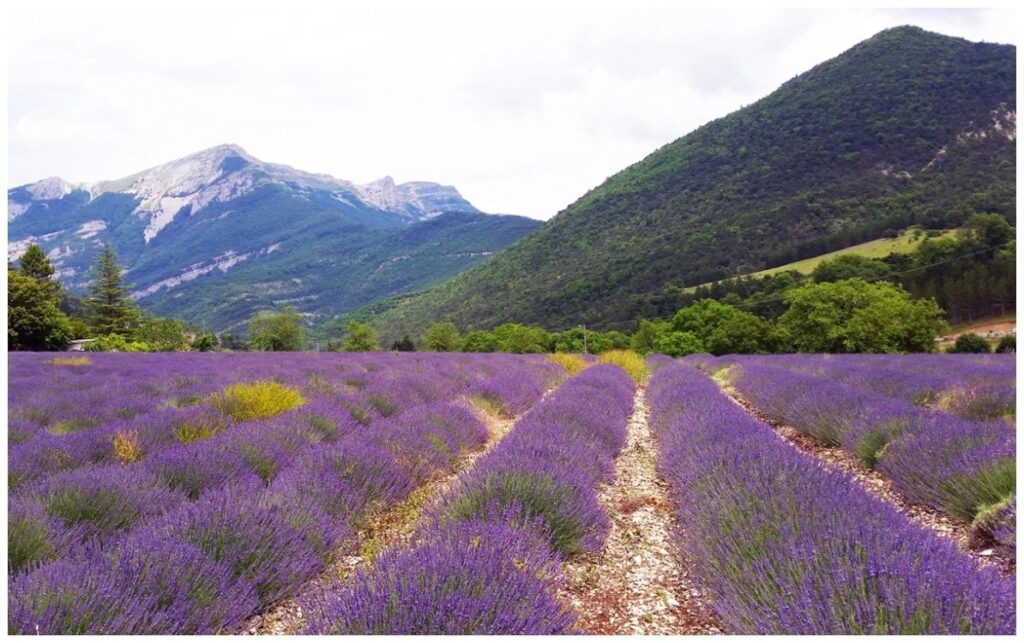 Le Diois provençal - Route de la Lavande