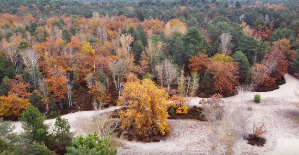 Forêt de Fontainebleau en automne - Plus Beaux Paysages d'Automne en France