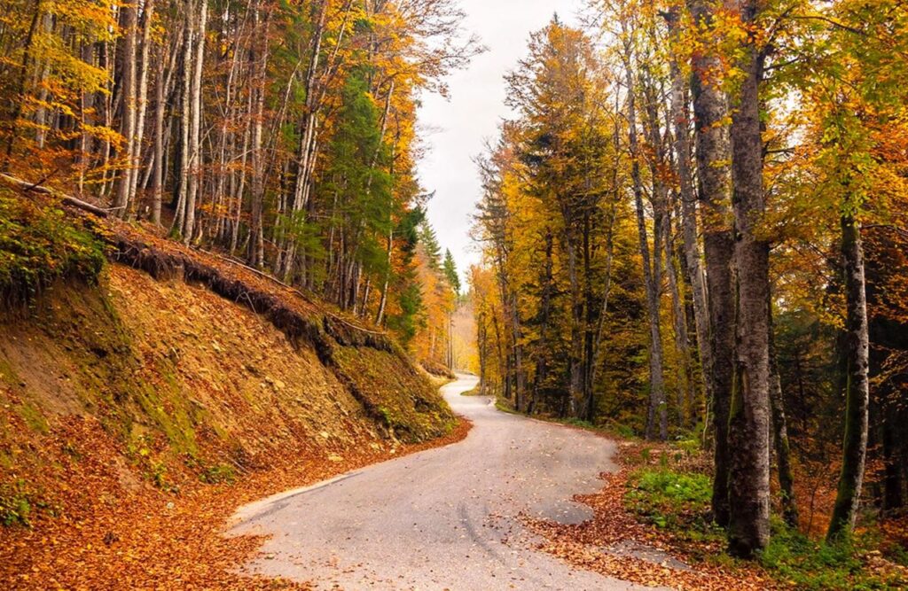 La Forêt de Lente dans le Vercors en Automne