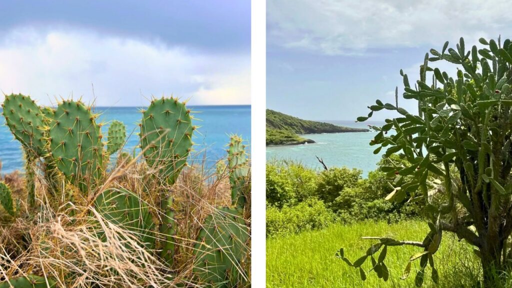 Randonnée Le Vauclin - Martinique - Trou cochon