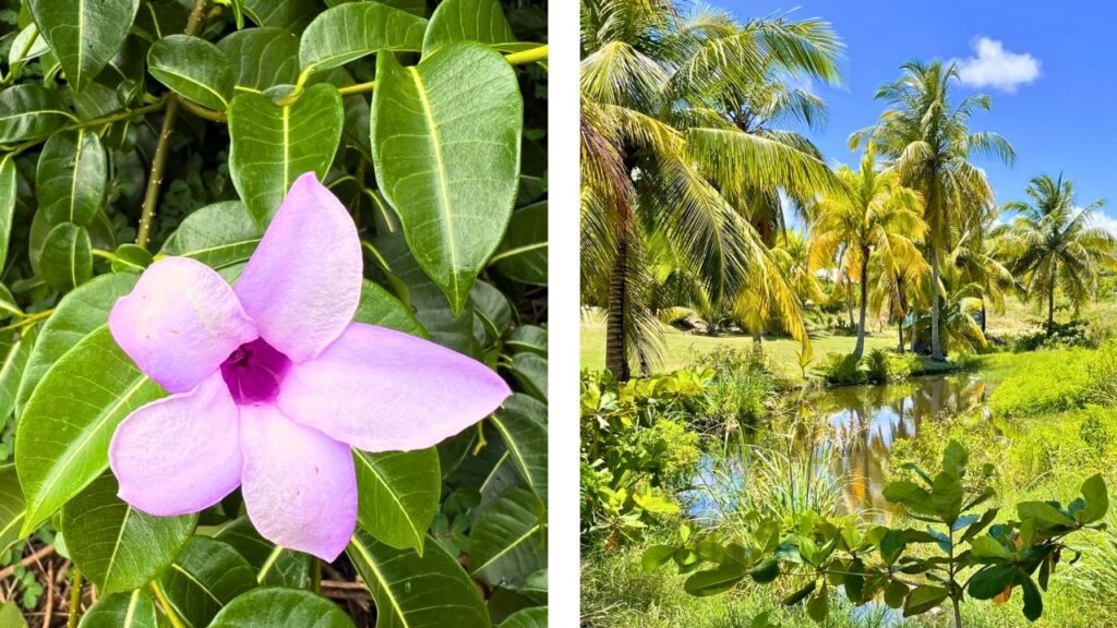 Randonnée Le Vauclin - Martinique - Trou cochon