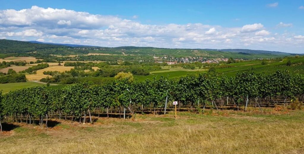 Obernai vignoble Sentier Viticole du Schenkenberg