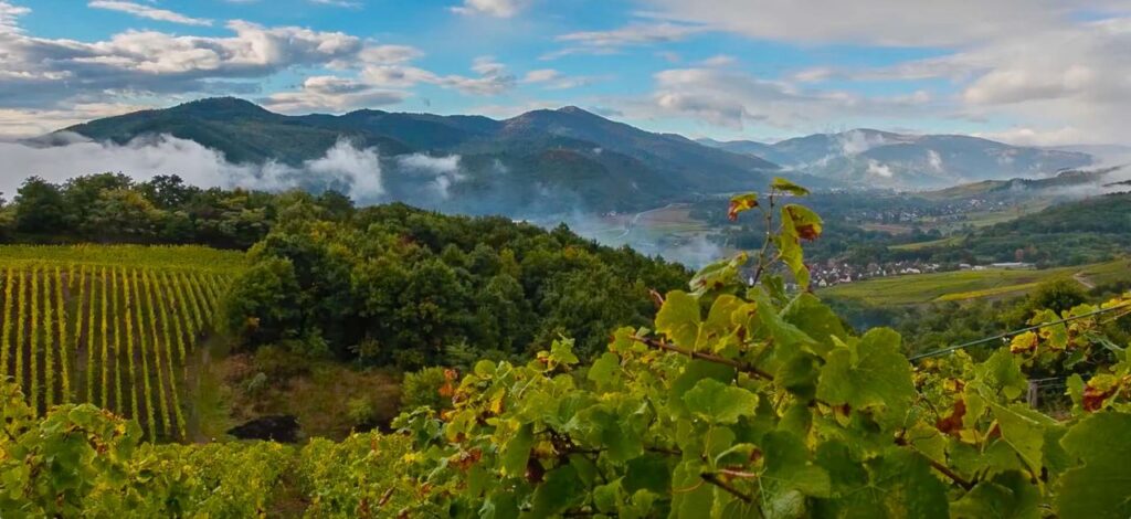 Le vignoble du Grand Cru d'Alsace Brand 