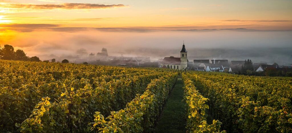 Le vignoble de Cleebourg - La Route des Vins d'Alsace