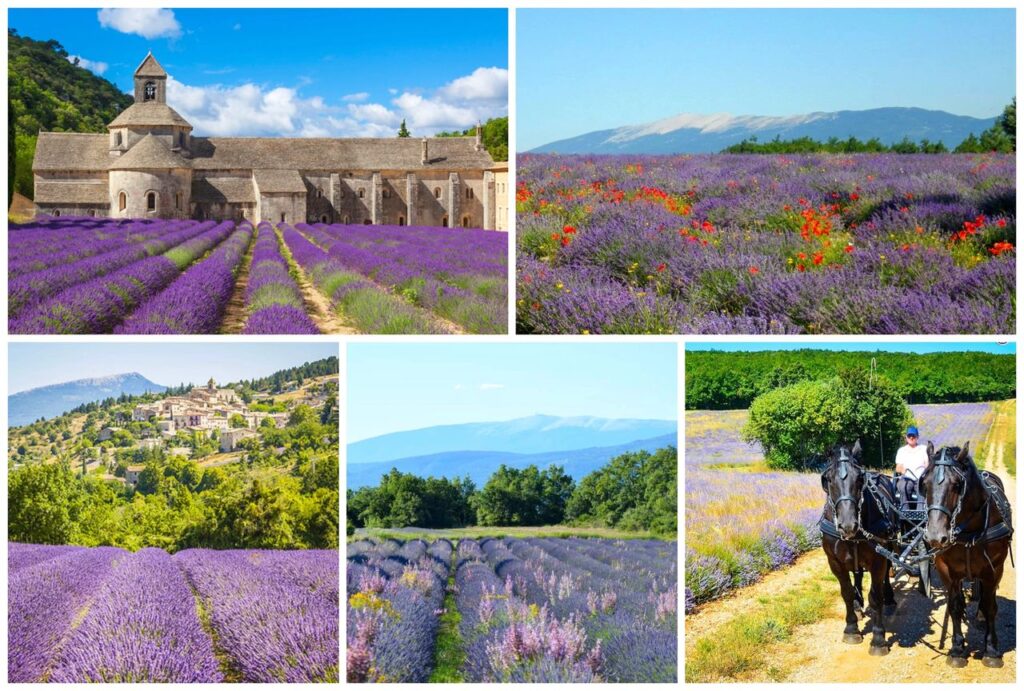 La Route de la Lavande - De Sault à Apt - Au coeur du Luberon