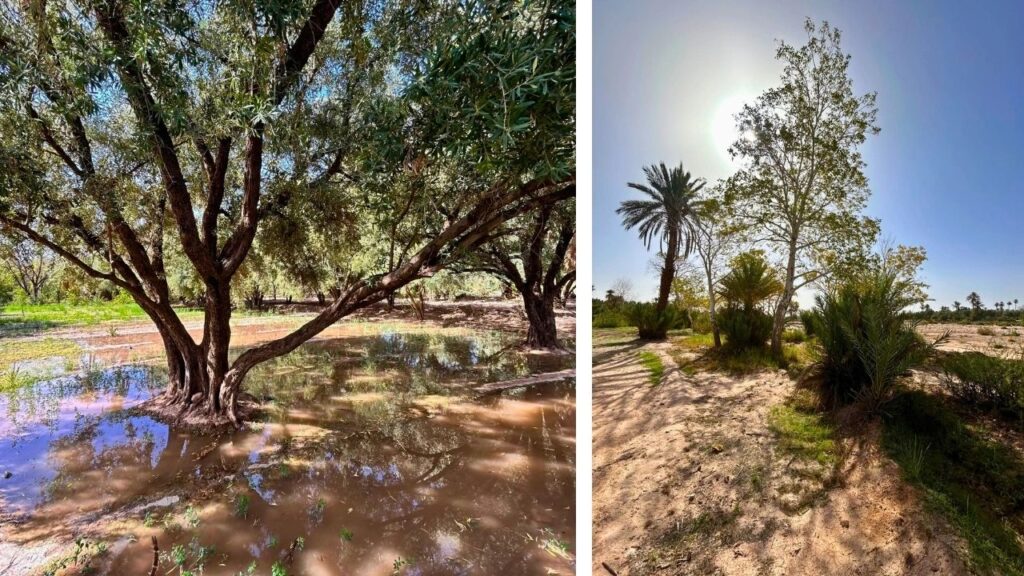 Oasis de Skoura Maroc