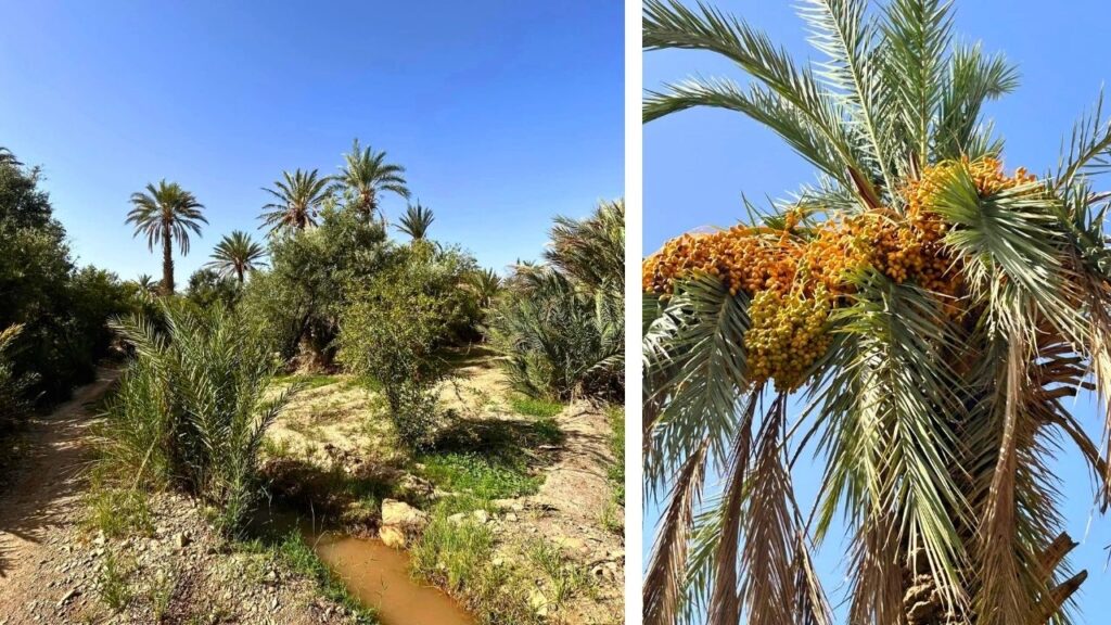 Oasis de Skoura Maroc