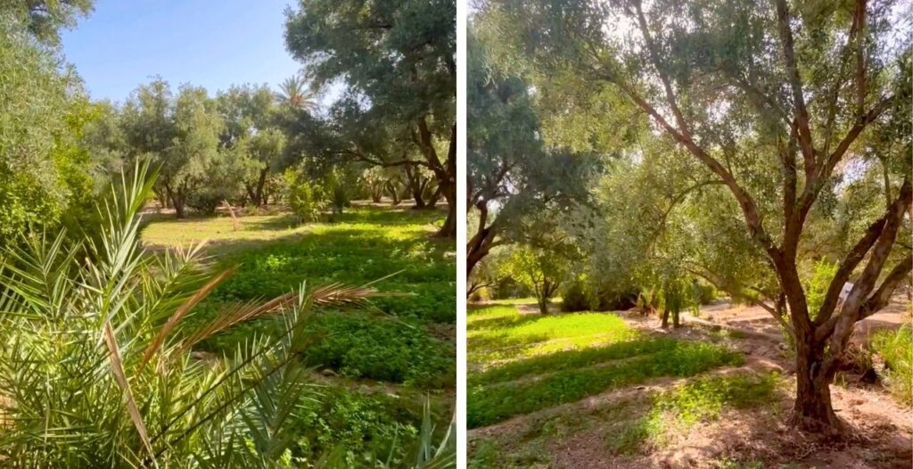 Oasis de Skoura Maroc