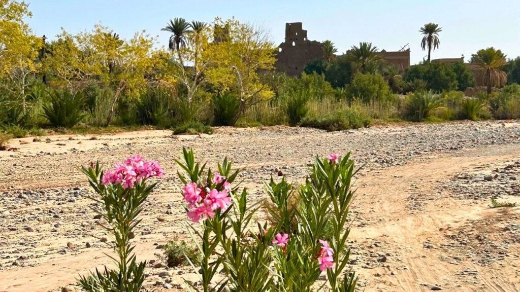 Palmeraie de Skoura Maroc