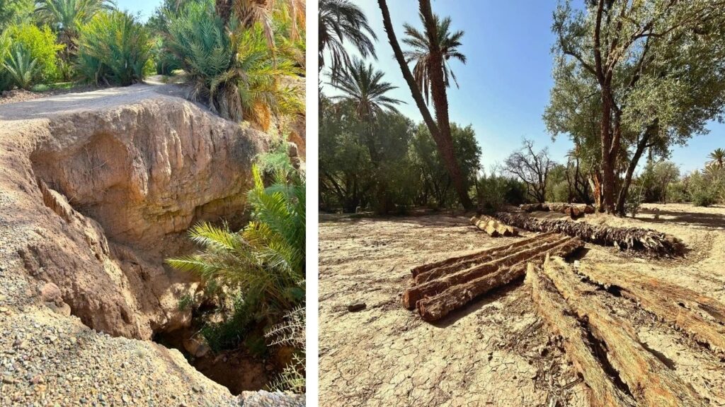 Oasis de Skoura Maroc