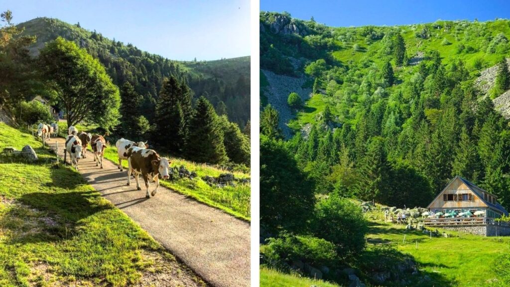 ferme-auberge du Forlet