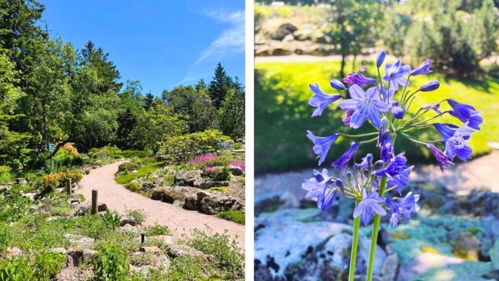 jardin d'altitude du Haut-Chitelet