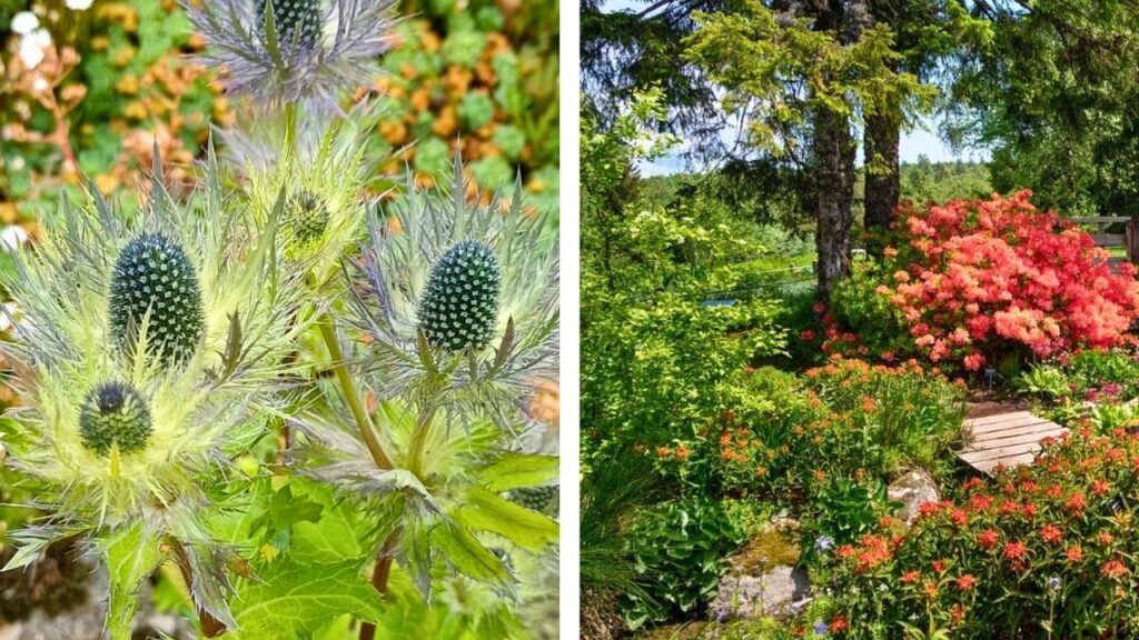 jardin d'altitude du Haut-Chitelet