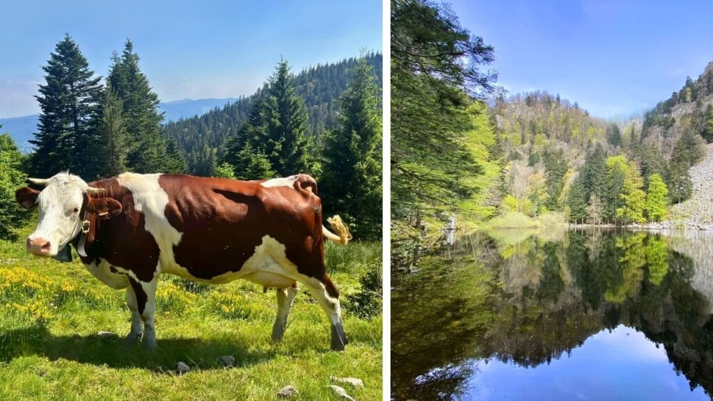 sentier des Roches Alsace