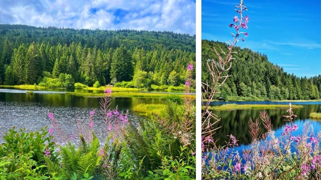 lac de Lispach Alsace