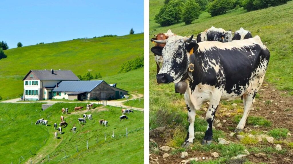 Ferme Huss à Lautenbach Route des Crêtes Alsace