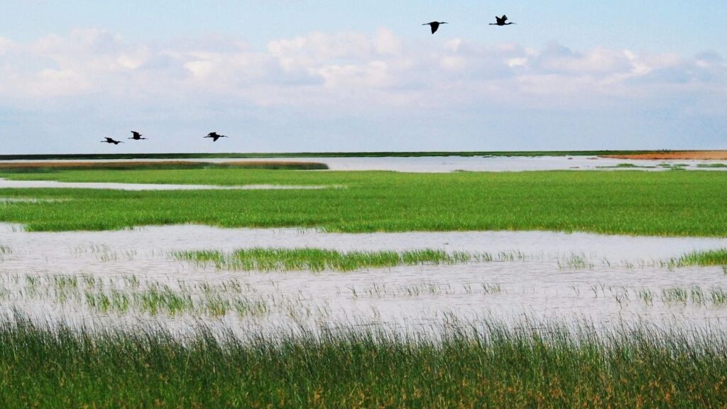 Parc National de Doñana