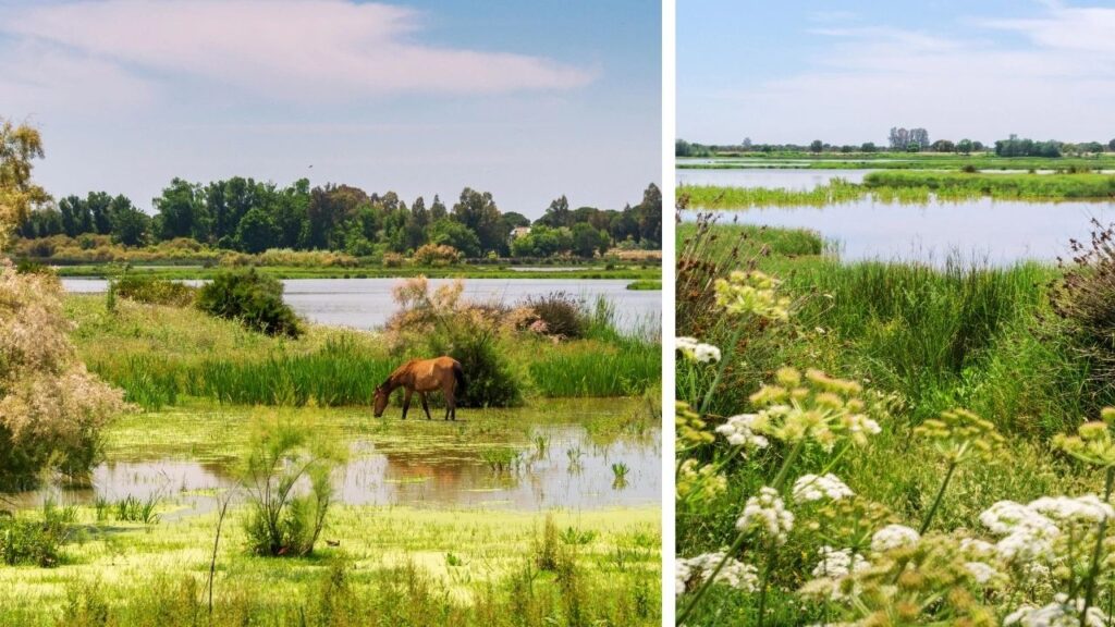 Parc National de Doñana