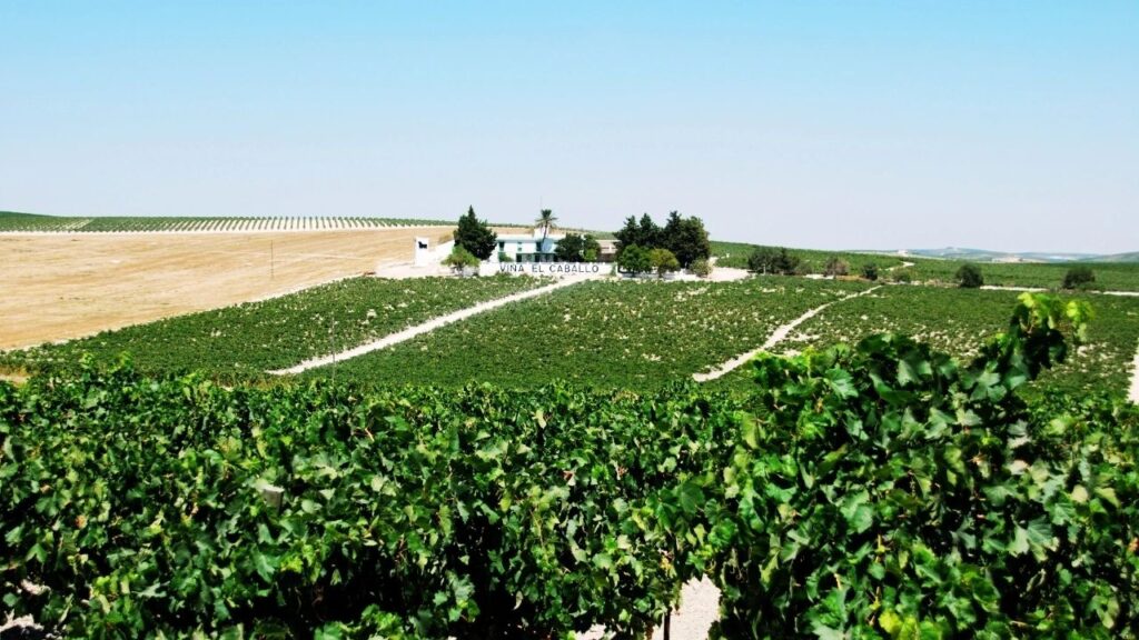 Vignoble Jerez de la Frontera