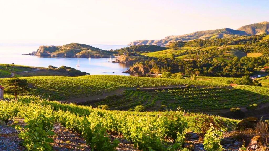 Vignoble l'Anse de Paulilles à Port-Vendres Côte Vermeille