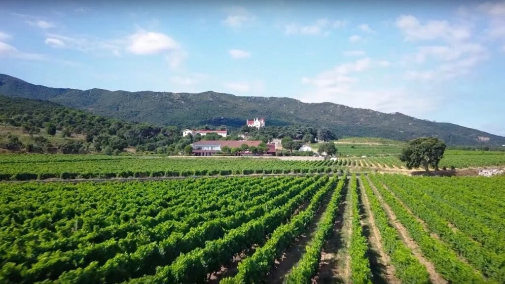 Vignoble de Banyuls Collioure Côte Vermeille