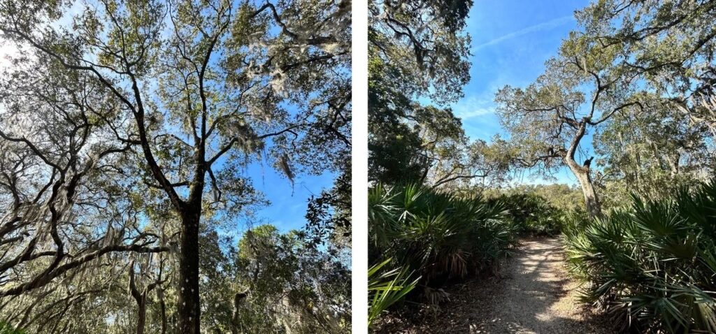 Randonnée Réserve de Guana Tolomato Matanzas Floride