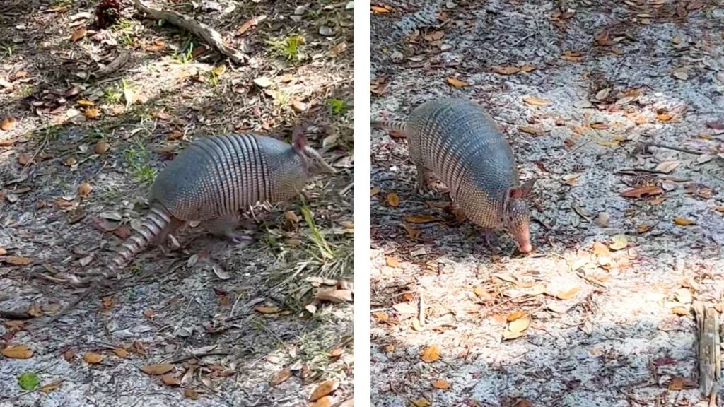 Tatou Réserve de Guana Tolomato Matanzas