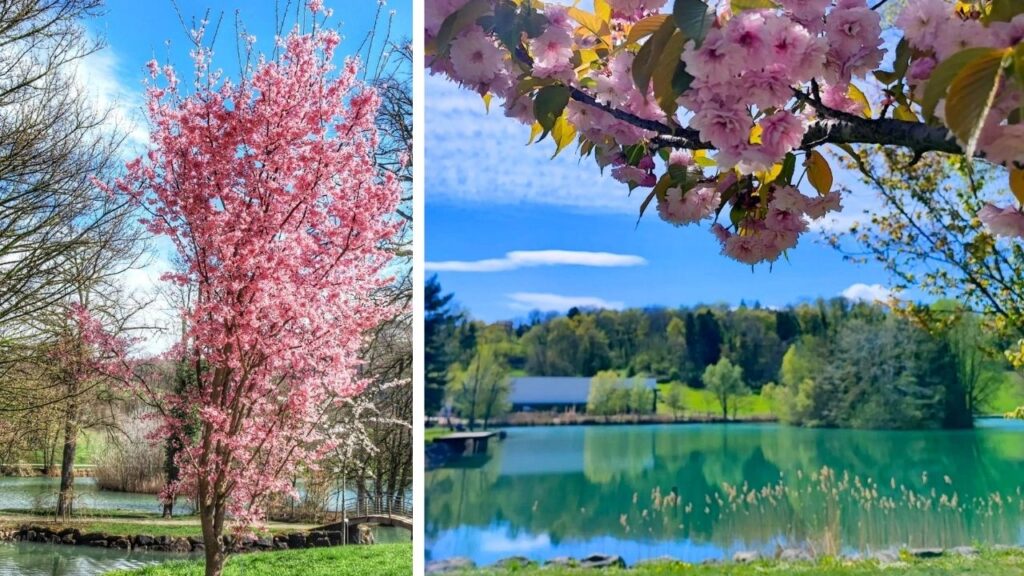 Lac de la Balme Cerisiers à fleurs d’Asie