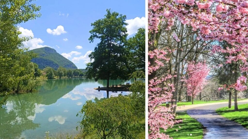 Lac de la Balme Cerisiers à fleurs d’Asie