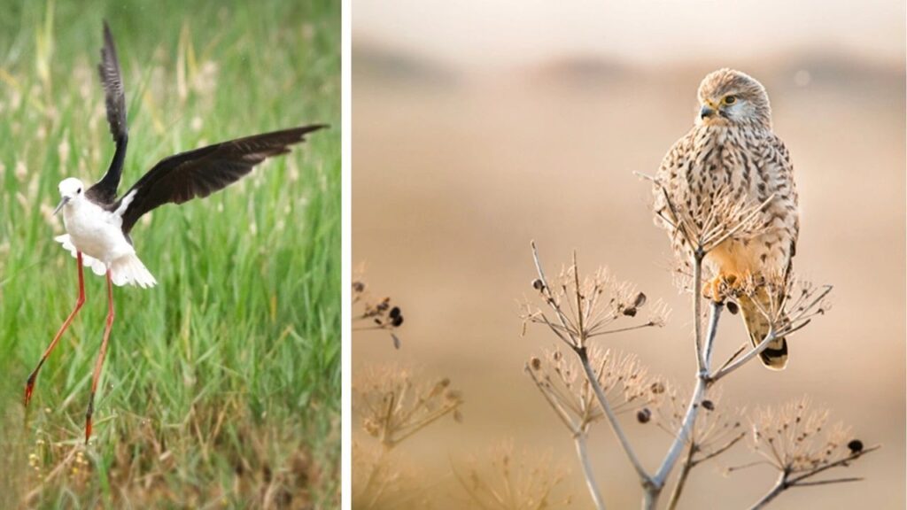 Terres d'oiseaux à Braud-et-Saint-Louis