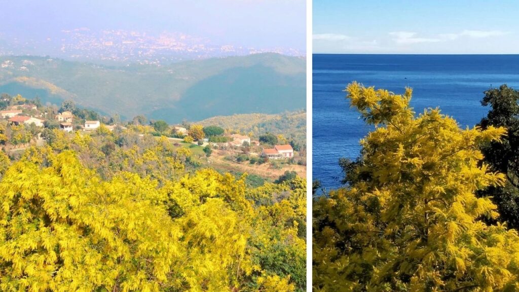 La Route du Mimosa sur Côte d'Azur